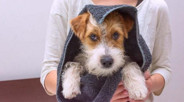 Curso de Agente de Higiene e Beleza Animal do Senac – Como se inscrever