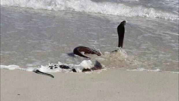 7 imagens para pensar 2 vezes antes de nadar nesse verão