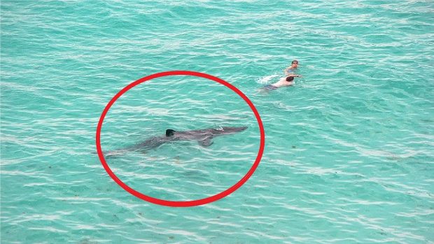 7 imagens para pensar 2 vezes antes de nadar nesse verão