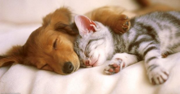 Bom humor - 7 fotos divertidas de animais