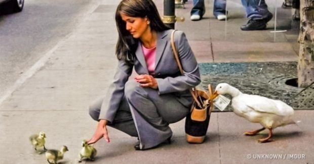 Bom humor - 7 fotos divertidas de animais