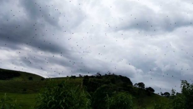 No Brasil, chuva de aranhas assustam moradores locais!