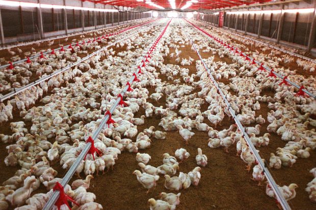 5 empresas brasileiras estão proibidas de exportar frango aos sauditas