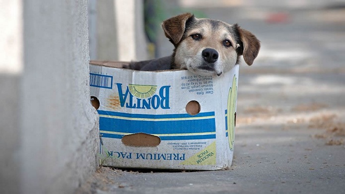 Senado aprova projeto que penaliza maus-tratos a cães e gatos