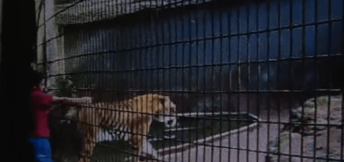 13 ataques assustadores em zoológicos
