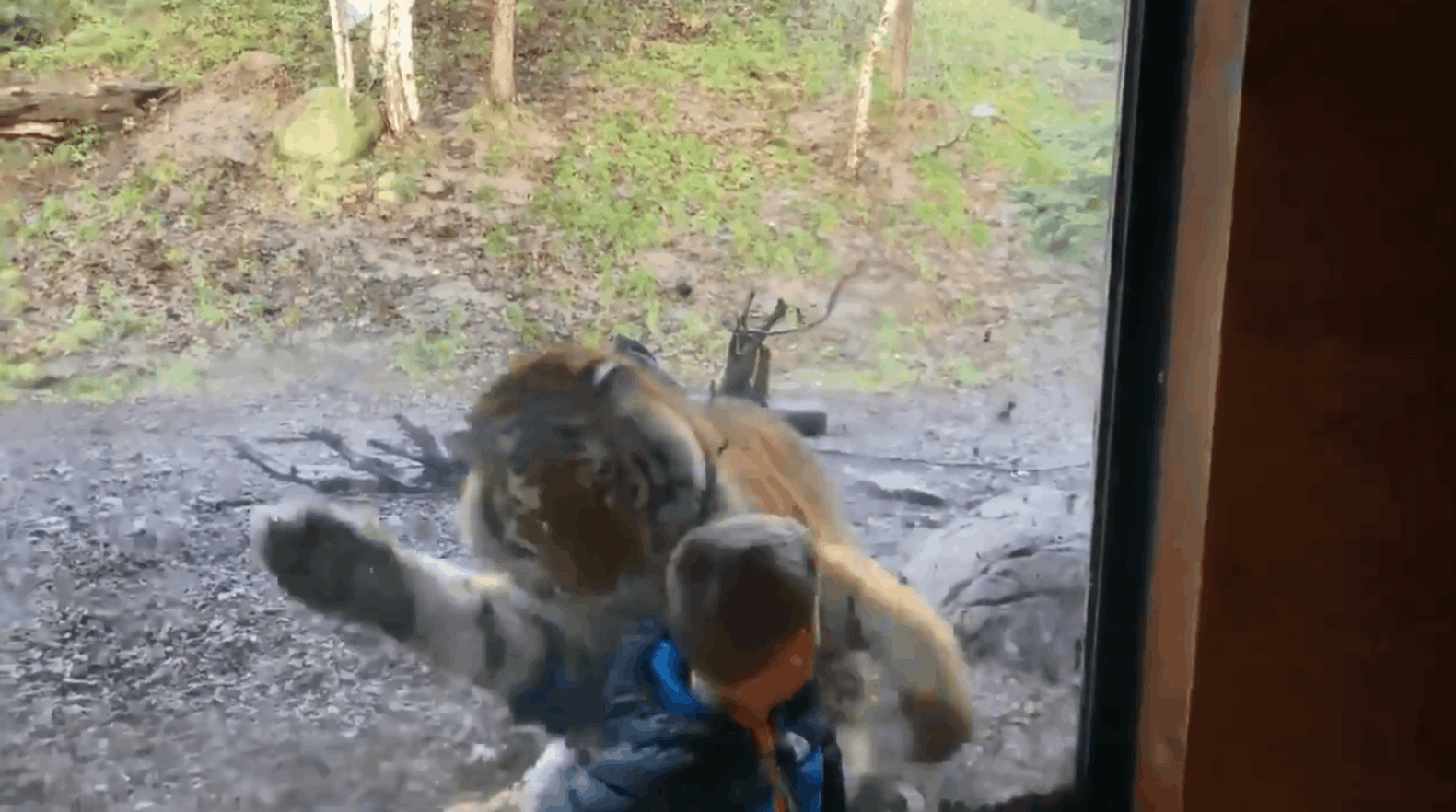 13 ataques assustadores em zoológicos